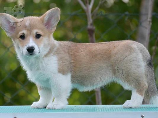 Ουαλικό Corgi Pembroke