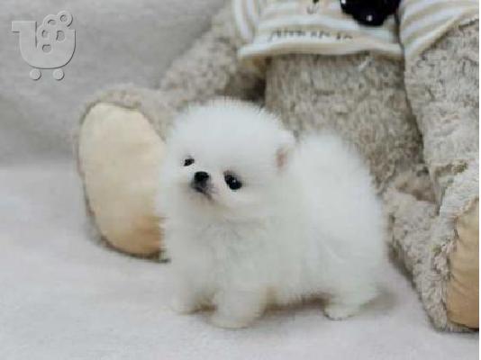 PoulaTo: Κουτάβια Pomeranian