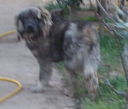 καθαρόαιμα κουτάβια καυκάσια