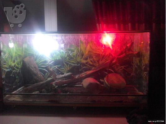 PoulaTo: TERRARIUM ΕΡΠΕΤΩΝ