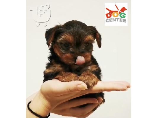 Yorkshire terrier