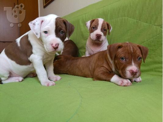 PoulaTo: pit bull puppies