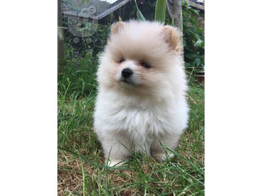 όμορφα Pomeranian Puppies προς πώληση