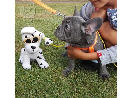 όμορφο γαλλικόBulldog έτοιμο για το νέο σπίτι τους