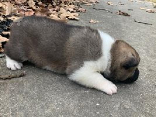 Akita Puppies