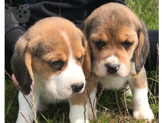 PoulaTo: όμορφα κουτάβια beagle έτοιμα να ξεκινήσουν τώρα.