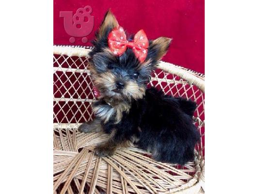 όμορφο κουτάβι yorkie