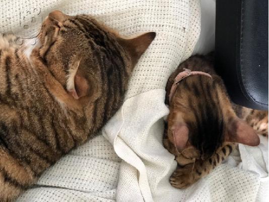 υπέροχα γατάκια BENGAl