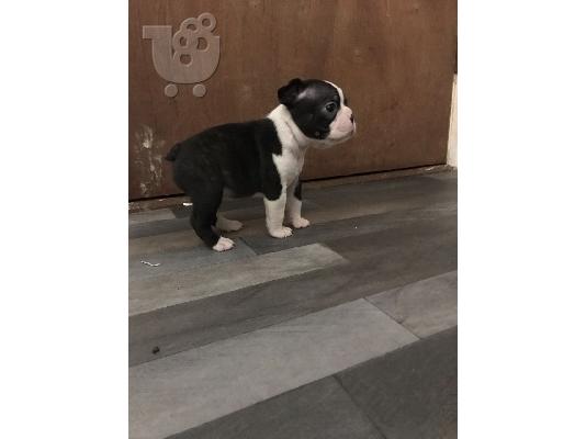 Υπέροχα κουτάβια βορίου τεριέ