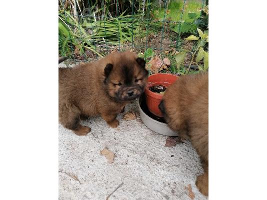 Πώληση κουτάβια Kc Chow Chow