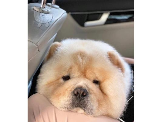 PoulaTo: Γλυκό και χαριτωμένο κουτάβι Chow Chow