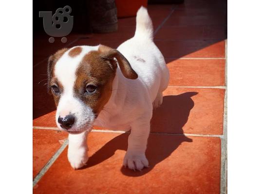 Διαθέσιμα κουτάβια Jack Russell Terrier