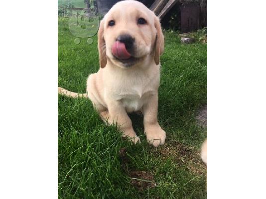 Εγγεγραμμένα κουτάβια Labrador Retriever