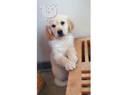 PoulaTo: Πωλείται κουτάβι Golden Retriever