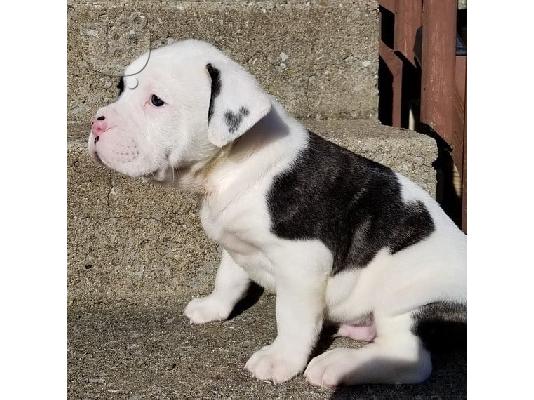 PITBULL