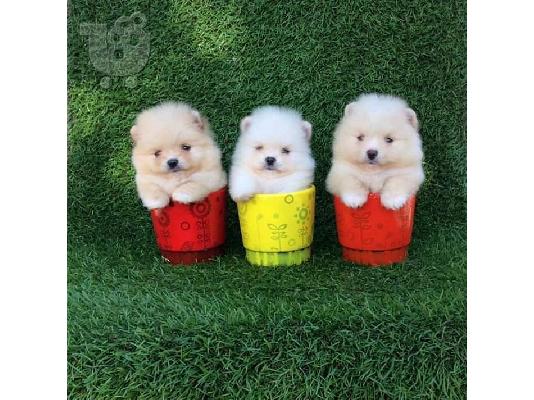 PoulaTo: pomeraian puppies for rehoming