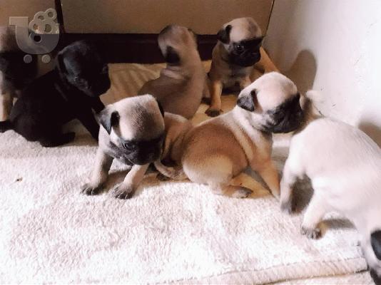 PoulaTo: Αξιολατρευτα κουταβια PUG!