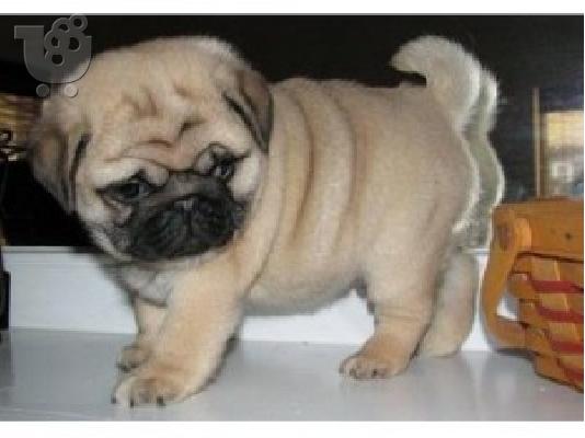 PoulaTo: Pug κουτάβια προς πώληση