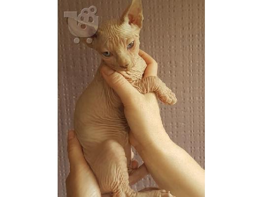 PoulaTo: Sphynx Cats προς πώληση