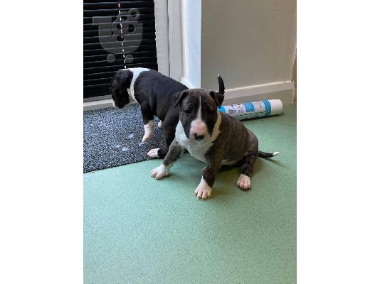 PoulaTo: Αγγλικά Bull Terrier κουτάβια