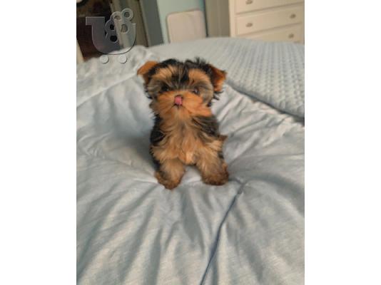 Μικρή Yorkie