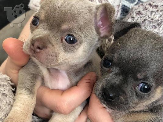 PoulaTo: T-Cup Chihuahua