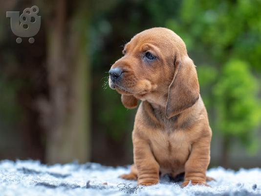Dachshund κουτάβια προς πώληση