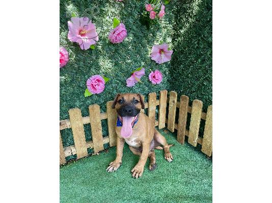 PoulaTo: Αμερικανικό Stafford Terrier
