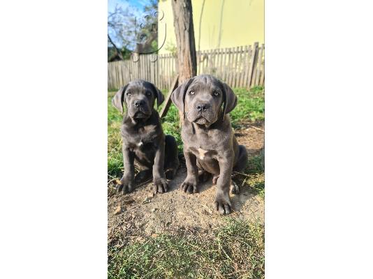 PoulaTo: CANE CORSO όμορφα κουτάβια