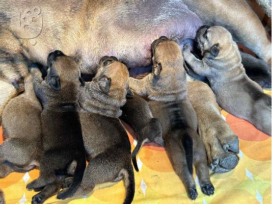 Νοτιοαφρικανικός Μαστίφ – Κουτάβια Boerboel