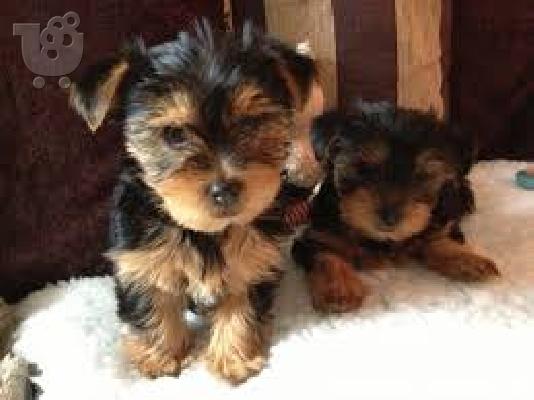 Καθαρά φυλής Tiny Yorkie Puppies