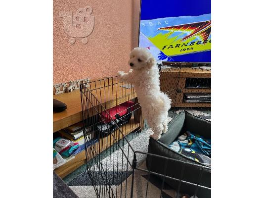 PoulaTo: Προσφέρουμε τα 2 κουτάβια Bichon Frize
