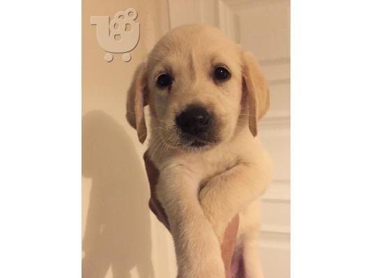 Πωλούνται καθαρόαιμα LABRADOR γέννας 19 Αυγ. 2017