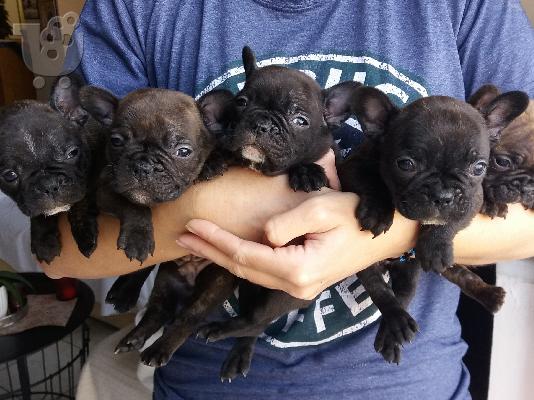 PoulaTo: French bulldog