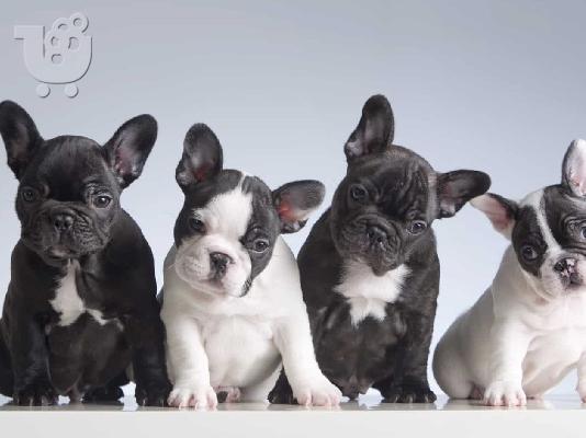 PoulaTo: French bulldog Blue