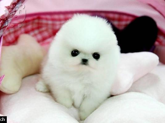 Λατρευτά γενεαλογικά κουτάβια Pomeranian έτοιμα