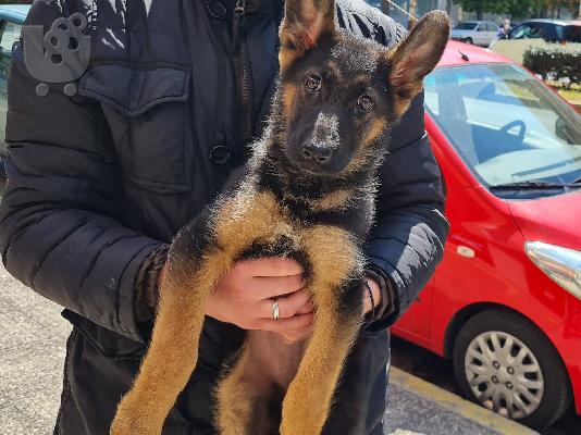 ΠΑΛΑΙΟΠΩΛΕΙΟ ΠΑΛΑΙΑ ΕΠΙΠΛΑ ΑΝΤΙΚΕΣ ΔΙΑΦΟΡΑ ΜΙΚΡΟΑΝΤΙΚΕΙΜΕΝΑ...