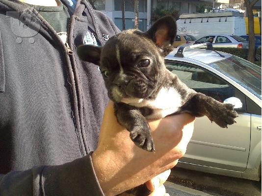PoulaTo: φοβερό shih tzu κουτάβι Διαθέσιμο