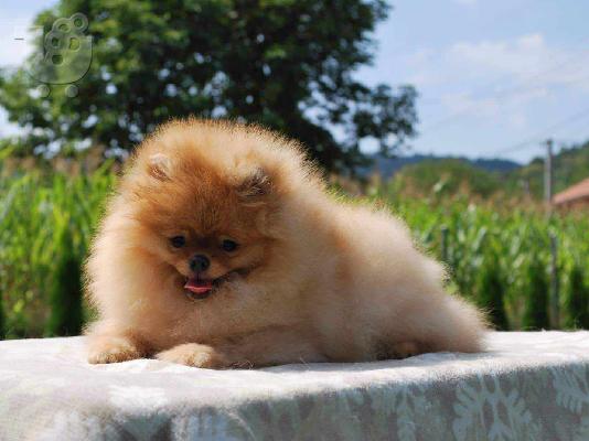 Pomeranian Spitz κουτάβια