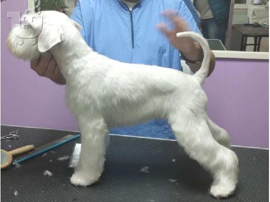 Μινιατούρα Λευκό Schnauzer όμορφα κουτάβια