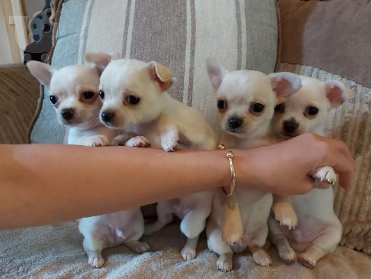 Ο Μιλ είχε τα πιο εκπληκτικά chihuahuas της φυλής κουτάβια...