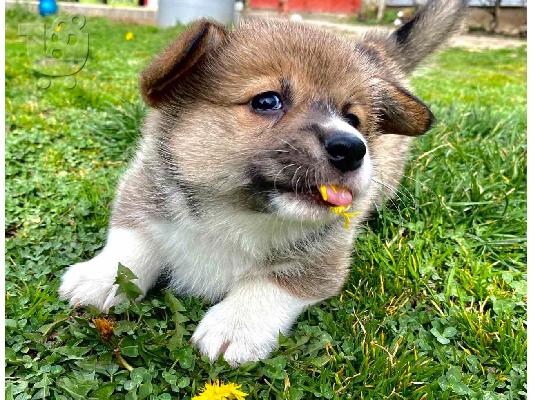 Welsh Corgi - Pembroke κουτάβια