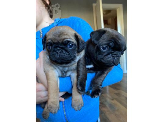 PoulaTo: Pugs προς πώληση