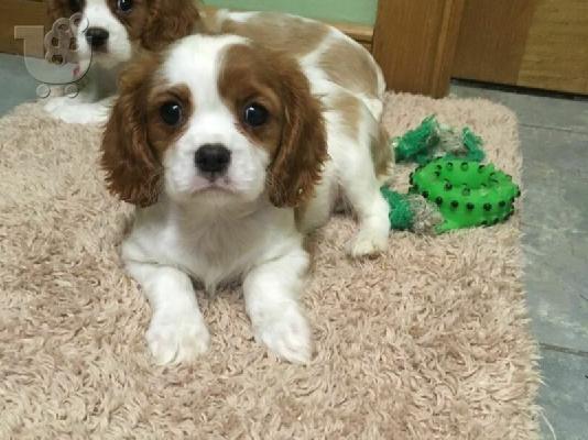 Πωλείται Cavalier King Charles Spaniel