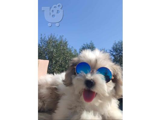 PoulaTo: Havanese Bichon κουτάβια
