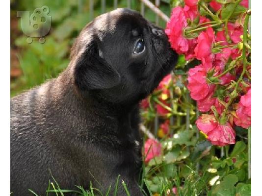 Διαθέσιμα κουτάβια εκπληκτικής ποιότητας Pug