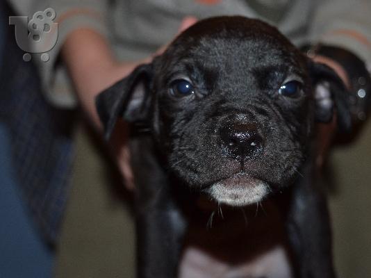 PoulaTo: amstaff pitbull terrier