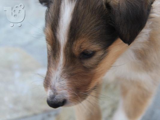 Πανέμορφα κουτάβια Collie