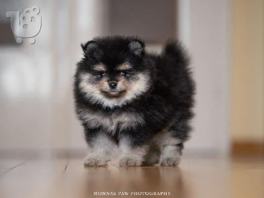 Υψηλής ποιότητας κουτάβια Pomeranian