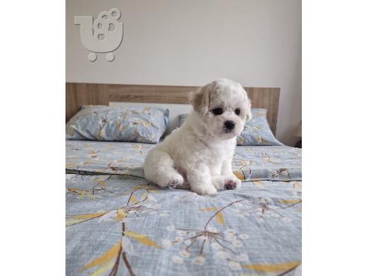 Bichon Frize κουτάβια